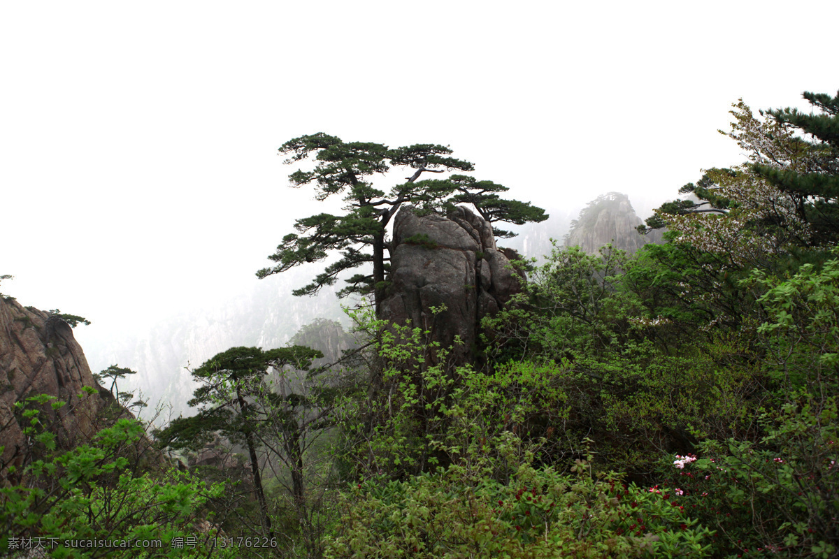 黄山风景 清凉台 高山 绿树 山峰 松树 风景名胜 自然景观