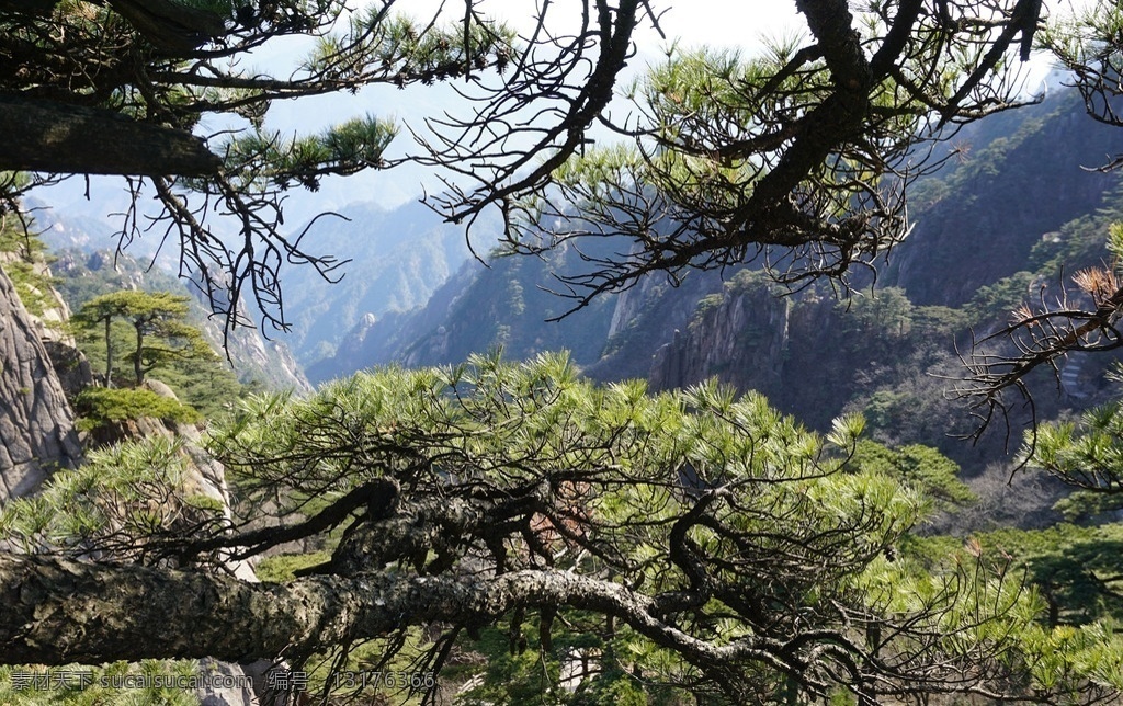 黄山松 黄山 松树 风景 旅游 苍劲 山峰 迎客松 旅游摄影 国内旅游