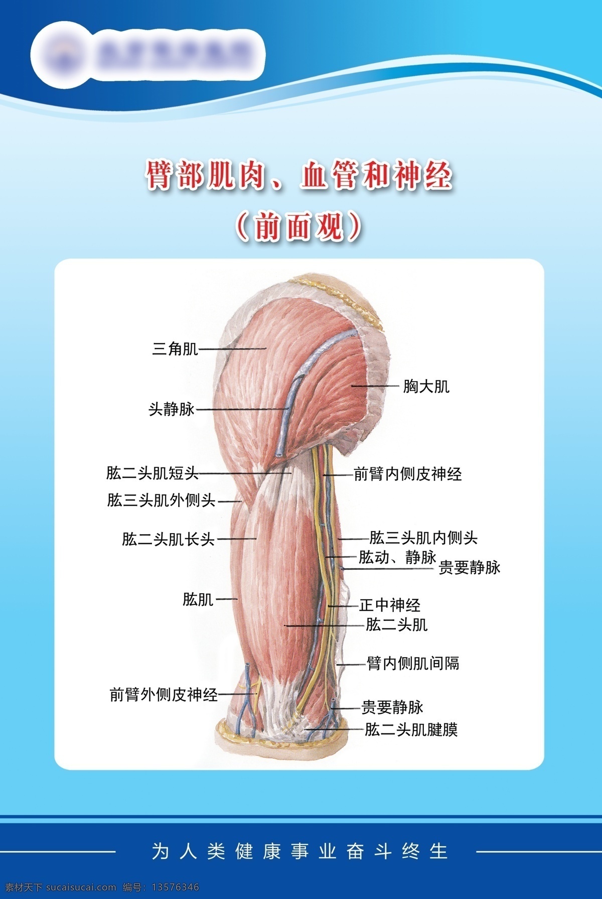 医疗展板臂部 肌肉 血管 神经 医疗 展 画 臂部 的肌肉血管 神经医疗展画 中医挂图 医疗展板 医院 医学用图 手臂手绘