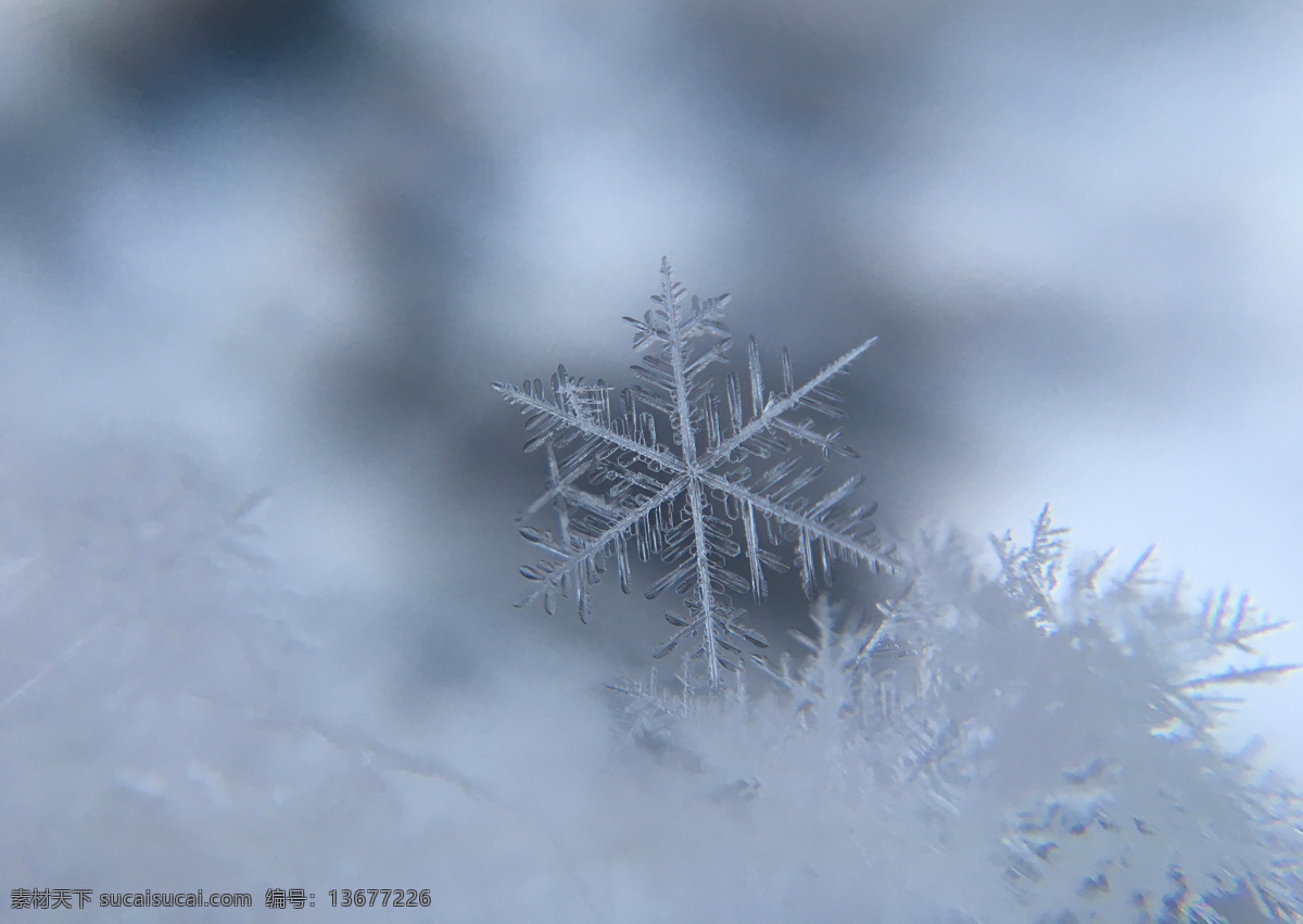 冰花 特写 雪花 冰晶 雪 花 壁纸