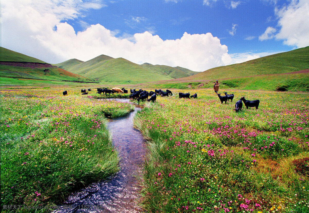 草场 牧羊 会泽 大海草场 旅游摄影 自然风景 摄影图库