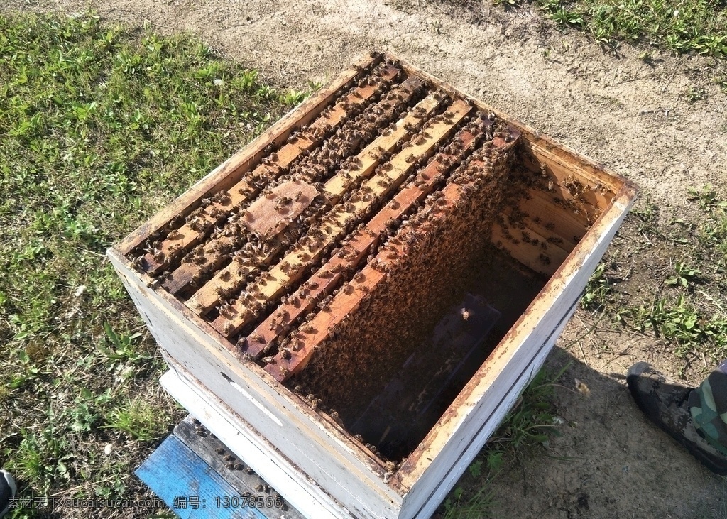蜂箱 蜜蜂 蜂巢 蜂盒 昆虫 农林渔牧 生物世界