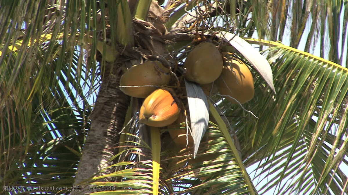 椰子树 股票 视频 缩放