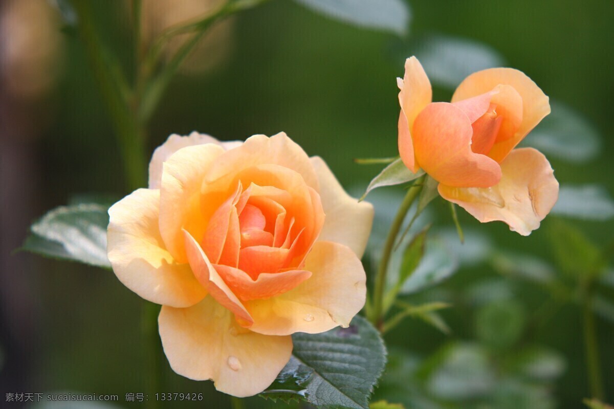 牡丹花 国花 牡丹 花艺 花卉 鲜花 花 开花 风景 高清 照片 生物世界 花草