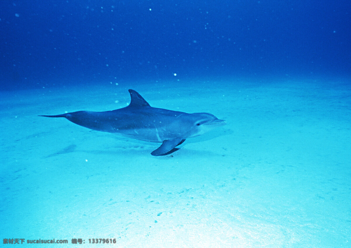 海底 里 海豚 动物世界 生物世界 海底生物 海洋生物 野生动物 大海 水中生物