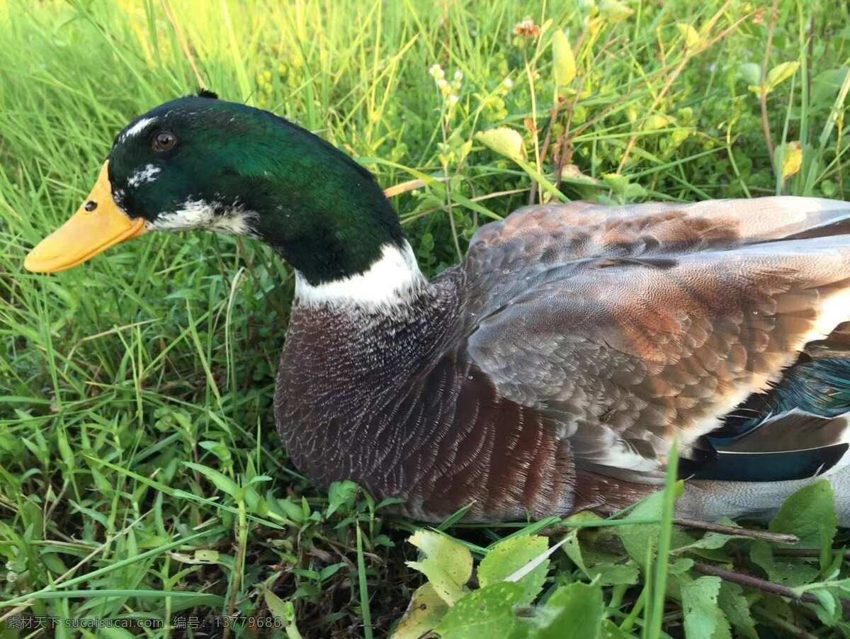 青头鸭 鸭 动物 家禽 鸭子 生物世界 家禽家畜