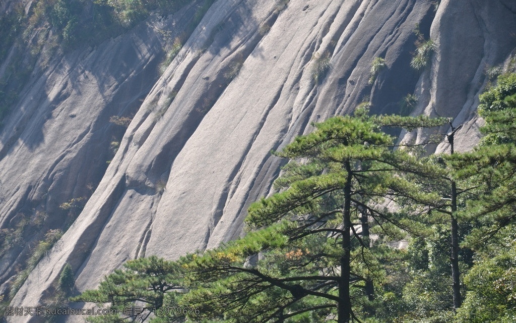 黄山 松树 山崖 自然风景 旅游摄影