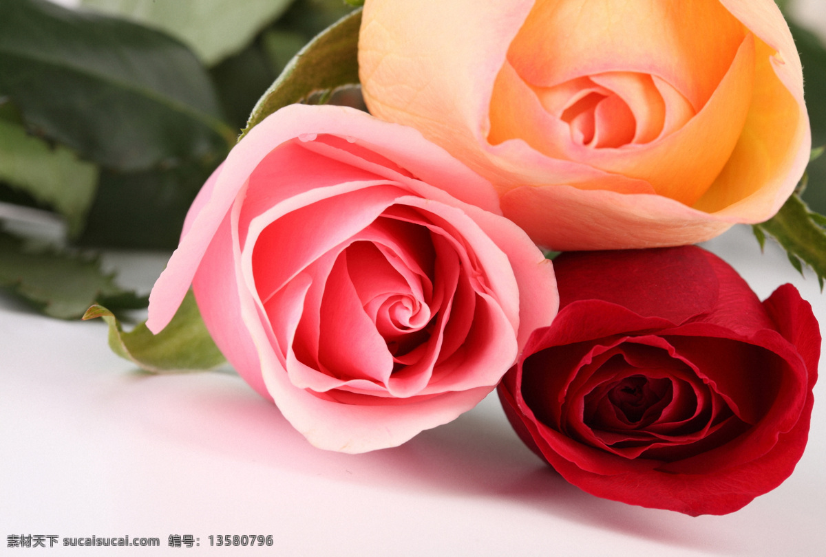 三 色 玫瑰花 粉玫瑰 红玫瑰 黄玫瑰 美丽鲜花 漂亮花朵 花卉 鲜花 花草树木 生物世界 白色