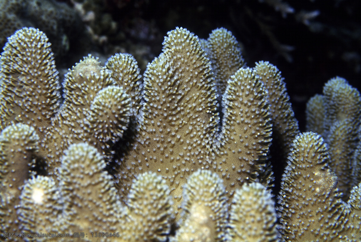 全球 首席 大百科 海底 珊瑚 深海 生物 鱼 生物世界