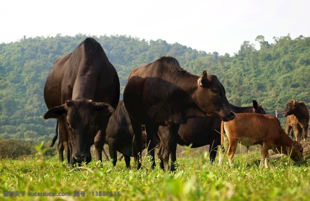 丑牛 黄牛 牛群 水牛 瘤牛 家畜 cow 野牛 户外放牛 牛吃草 放牛 照片 游玩 风景 生物世界 家禽家畜