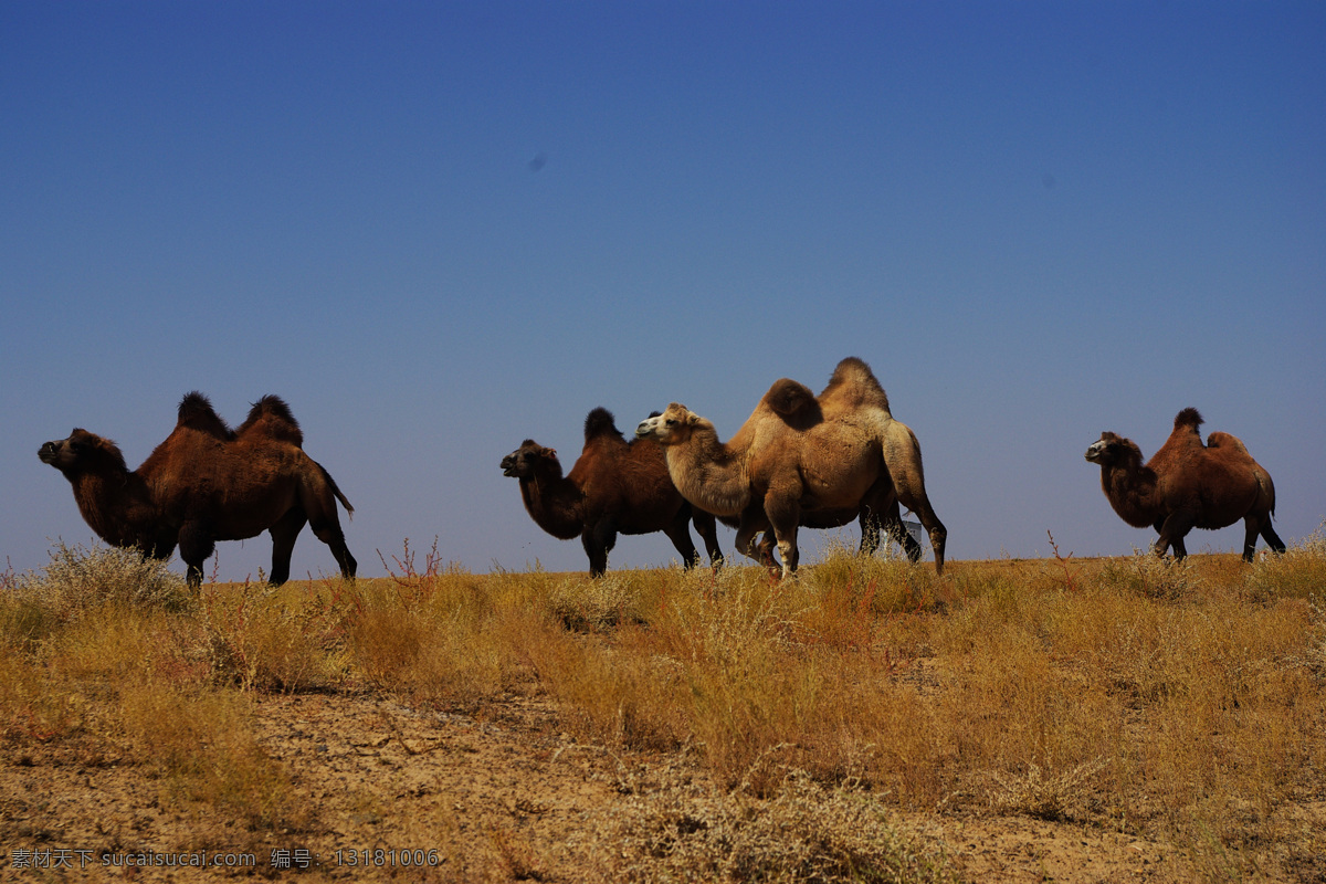 新疆 沙漠 骆驼 荒草 荒漠 骆驼群 黄草 新疆风光