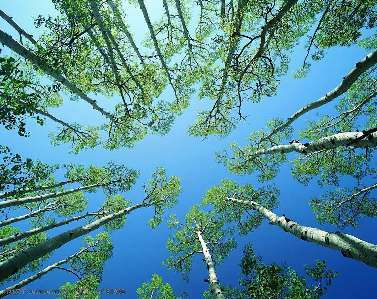 参天大树 环境 保护好环境 自然景观 山水风景 环保 摄影图库 自然风景