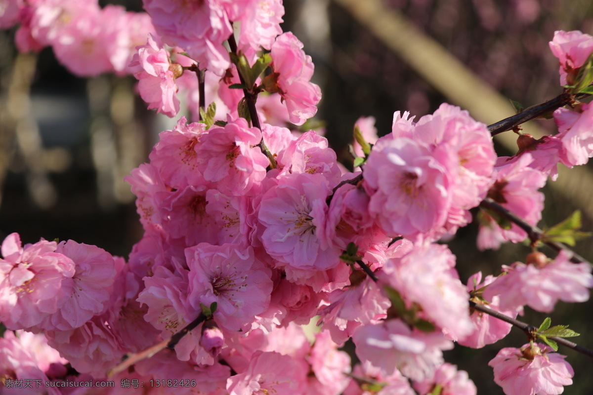 樱花 樱花树 樱花观赏 樱花盛开 樱花节 赏樱花 樱花背景 樱花素材 年 学习 作品 生物世界 花草