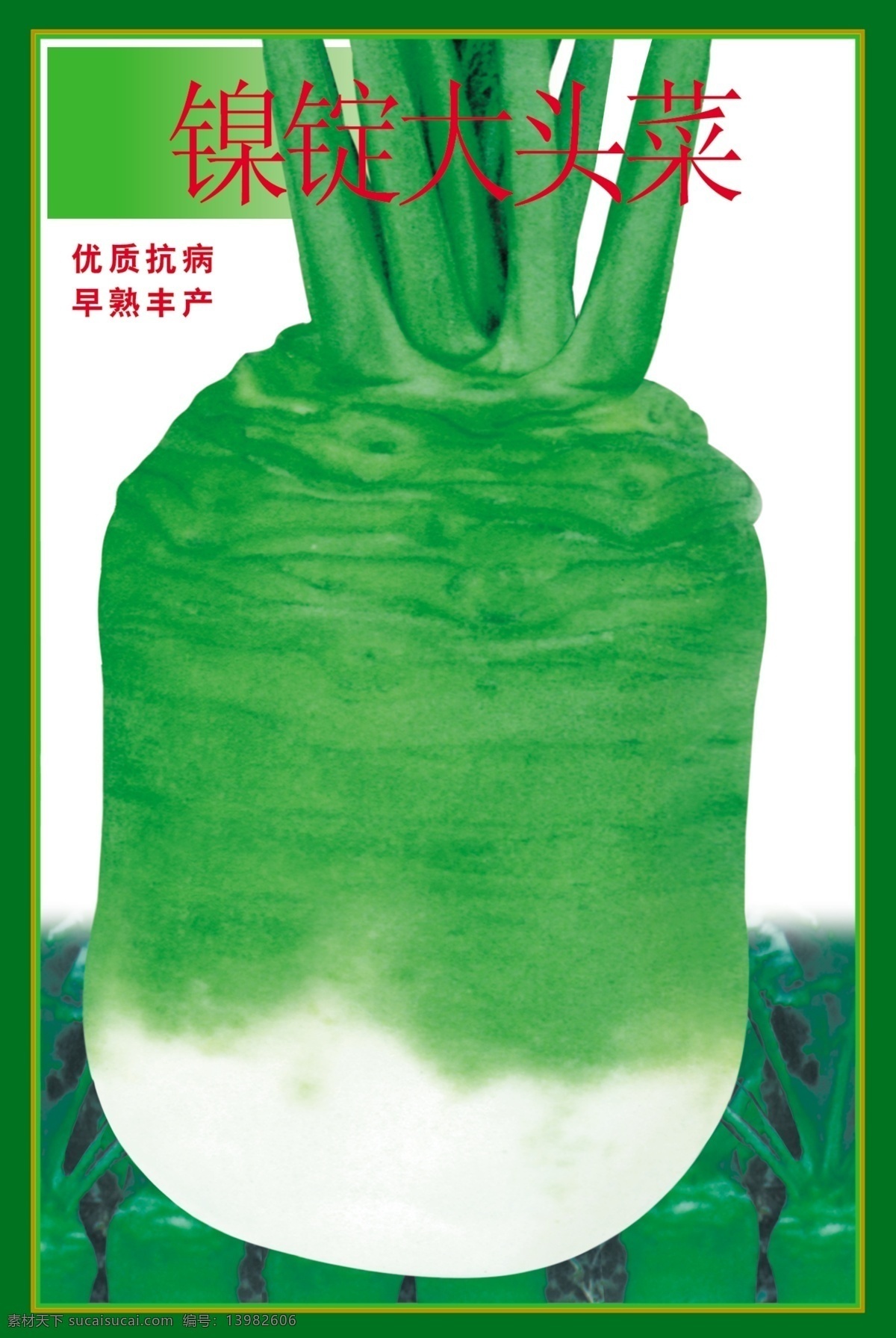 大头菜 菜头 种子包装 菜包装 包装设计 广告设计模板 源文件