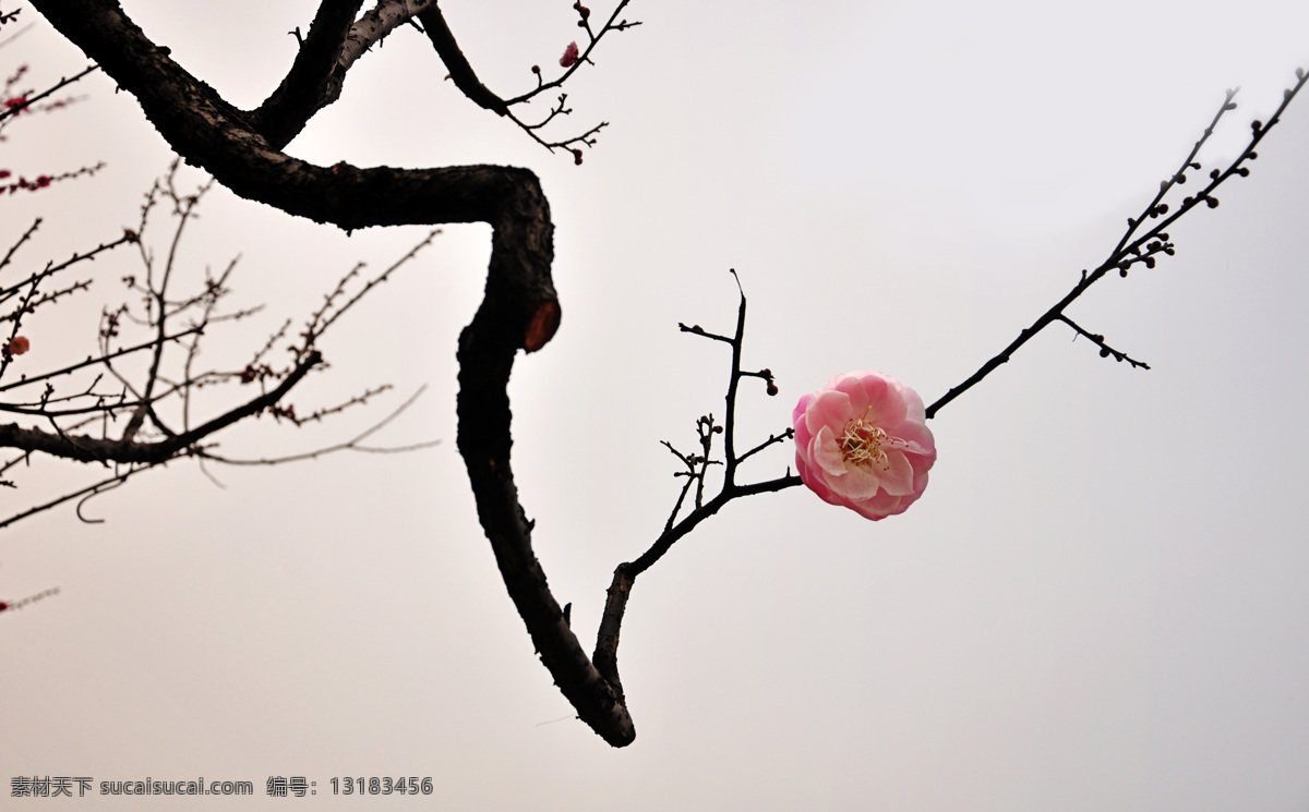 梅花 一枝梅 怪 梅花山 南京 花草 生物世界