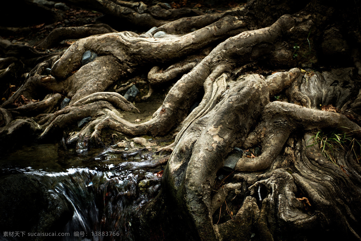 树根 小溪 风景 流水 树木 植物根部 树木风景 美丽风景 美丽景色 美景 其他风光 自然景观 黑色