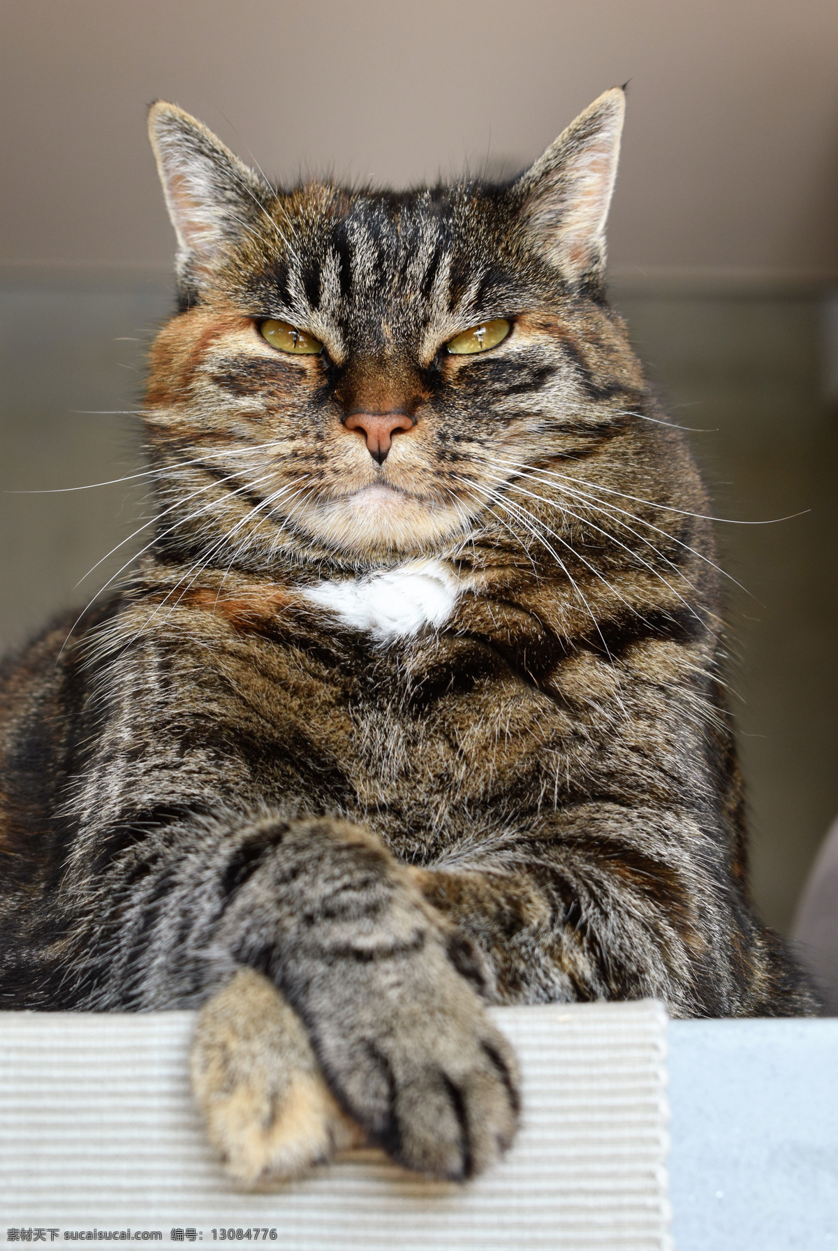 小猫咪图片 白色小猫 灰猫 白猫黄色小猫 小猫咪 猫咪特写 小猫特写 躺着的猫 坐着的猫 毛猫 猫眼 猫 小猫 动物 宠物 可爱 黑色 哺乳动物 黑猫 喵星人 大小黑猫 呆萌 大灰猫 大花猫 毛茸茸的小猫 小花猫 猫咪 家养猫 夜猫 野猫 家猫 英短 英短猫 英短猫咪 可爱猫咪 呆萌猫咪 宠物猫 动物昆虫 生物世界 家禽家畜