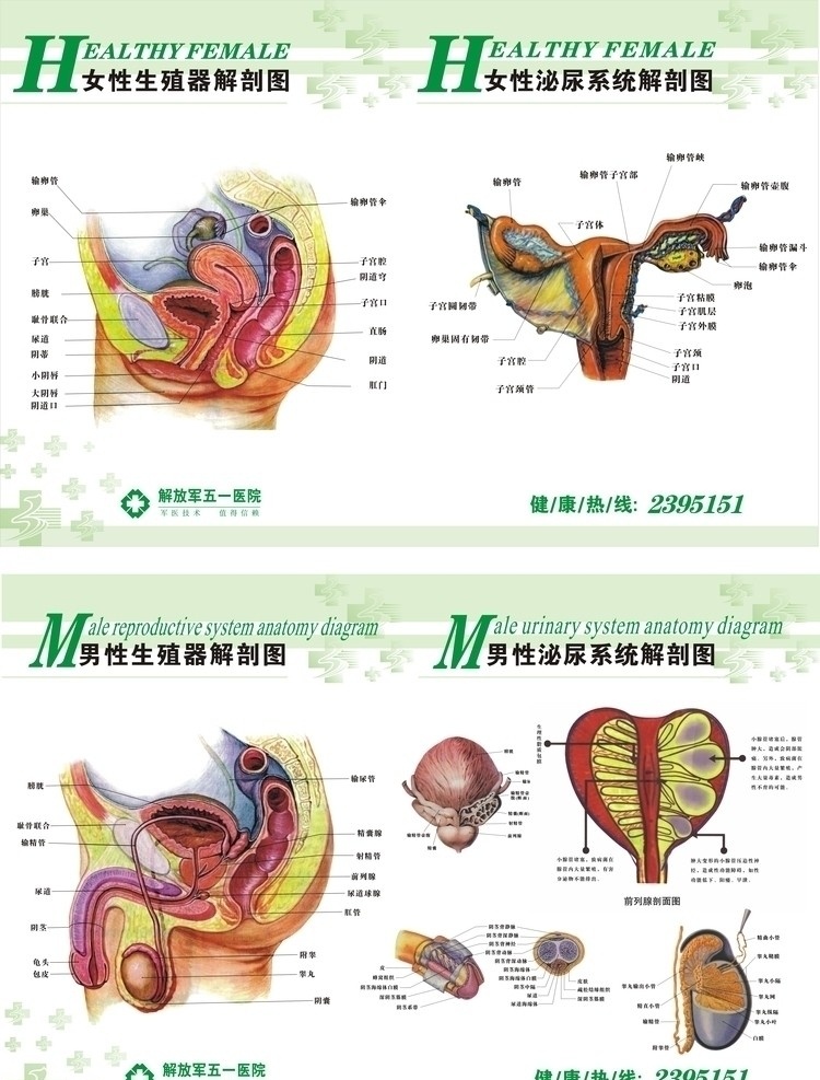 男女 生殖 系统 解剖 图 男科医院 妇科医院 生殖健康 医院 男性生殖系统 女性生殖系统 盆腔 前列腺等 cdr源文件 分层素材 医用 矢量