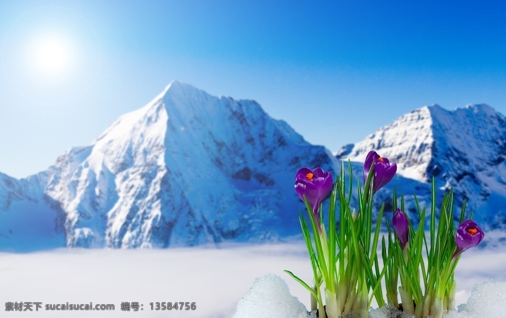 番红花 植物 严寒 花草 雪山 雪地 花花世界 生物世界 花卉