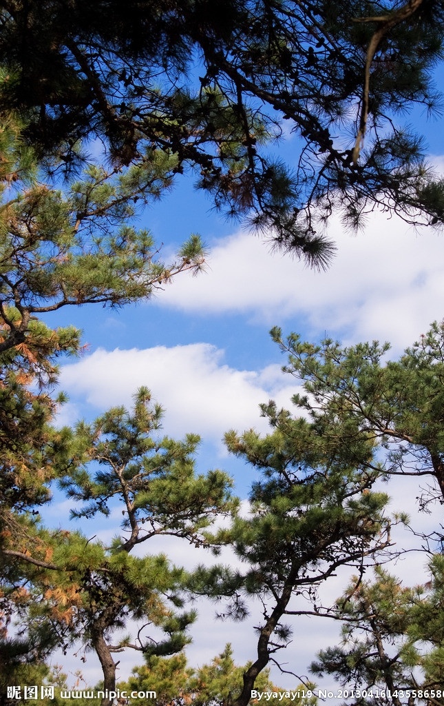 松树 绿色 高树 树木 天空 蓝天 白云 树木树叶 生物世界