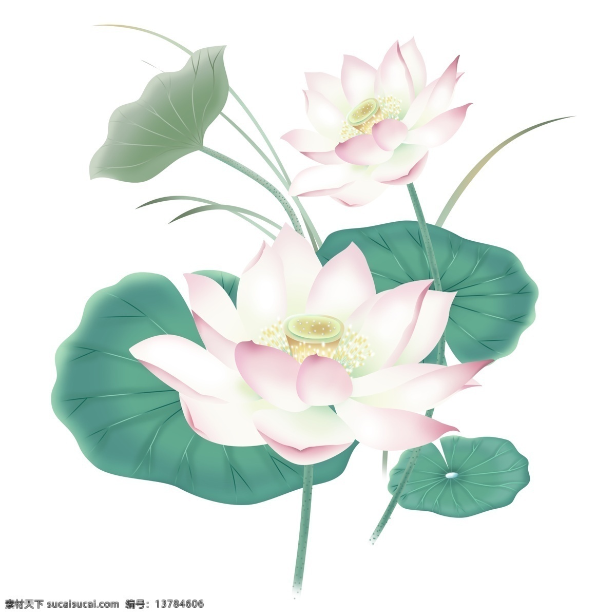 手绘 清新 水墨 插画 荷花 荷叶 夏 中国 风 国画 花卉 夏季 中国风 清新荷花 夏天 植物