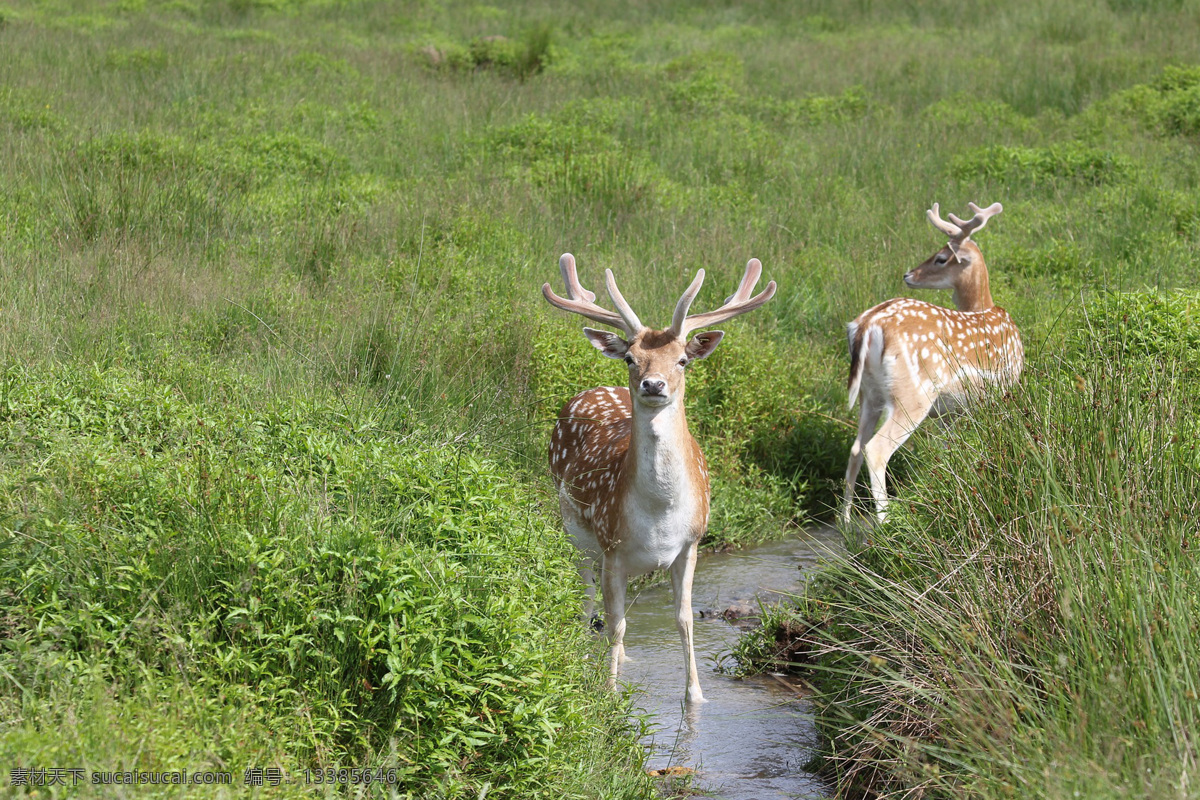 梅花鹿 马鹿 驯鹿 欧亚驼鹿 狍 cervidae 哺乳动物 动物