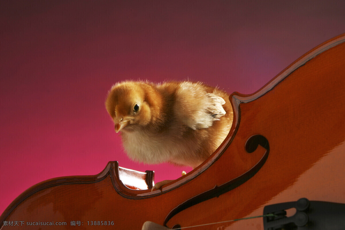 站 小提琴 上 小鸡 动物 乐器 害怕 站立 俯视 优雅 冷静 陆地动物 生物世界