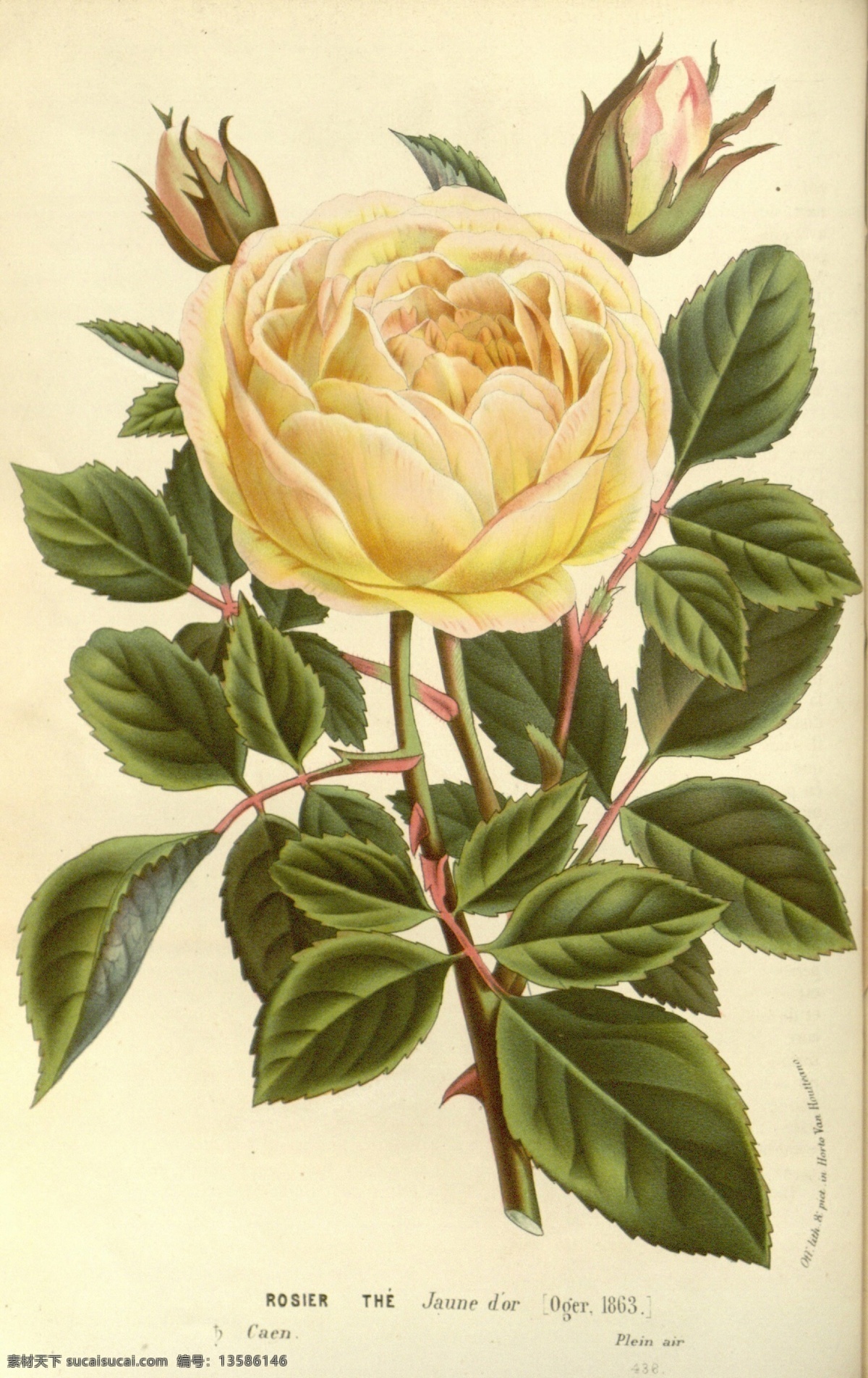 复古 美式 花鸟 植物 装饰画 花朵 鲜花 花纹 复杂 涂鸦 水彩画 书房画 展览装饰画 酒店 餐厅 酒吧装饰画 色彩 颜料 油画 绘画 现代 创意 室内装饰画 客厅装饰画 家庭装饰画 厚涂 装饰画素材 欧式美式 多彩 艺术油画 家居抽象画 家装装饰画 现代艺术 复古美式 文化艺术 绘画书法