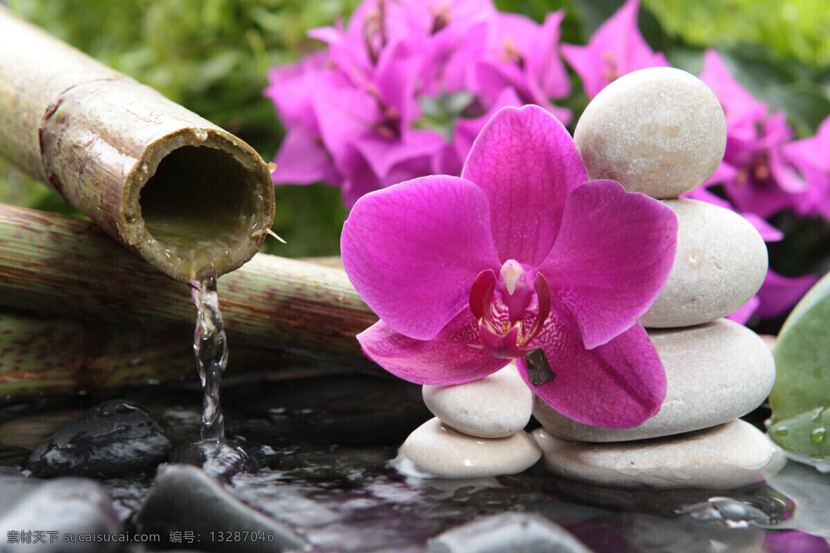 spa 水疗 石 鲜花 spa水疗石 石头 石块 用品 美容 养生 生活用品 生活百科