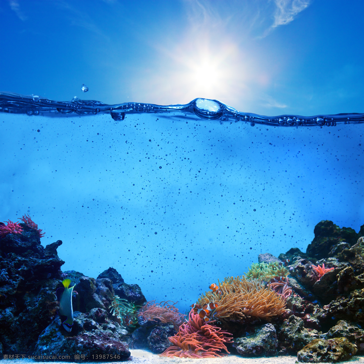 美丽 海底 生物 海底世界 水纹 蓝色海水 珊瑚 海水 海底生物 海藻 海洋生物 自然风景 自然景观