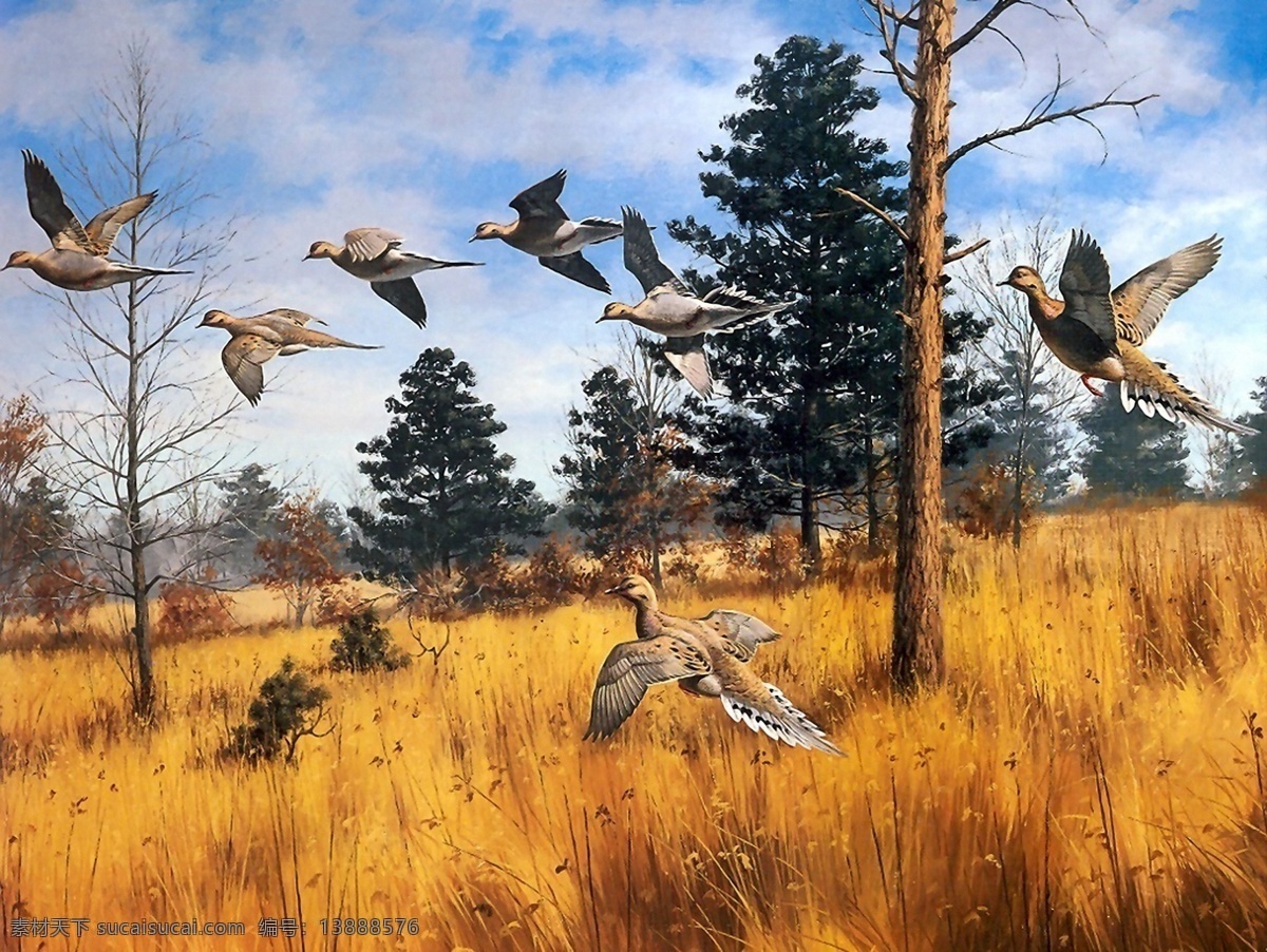 野鸭 手绘 动物 画 野 手绘动物画 设计素材 家禽家畜 动物插图 书画美术 橙色
