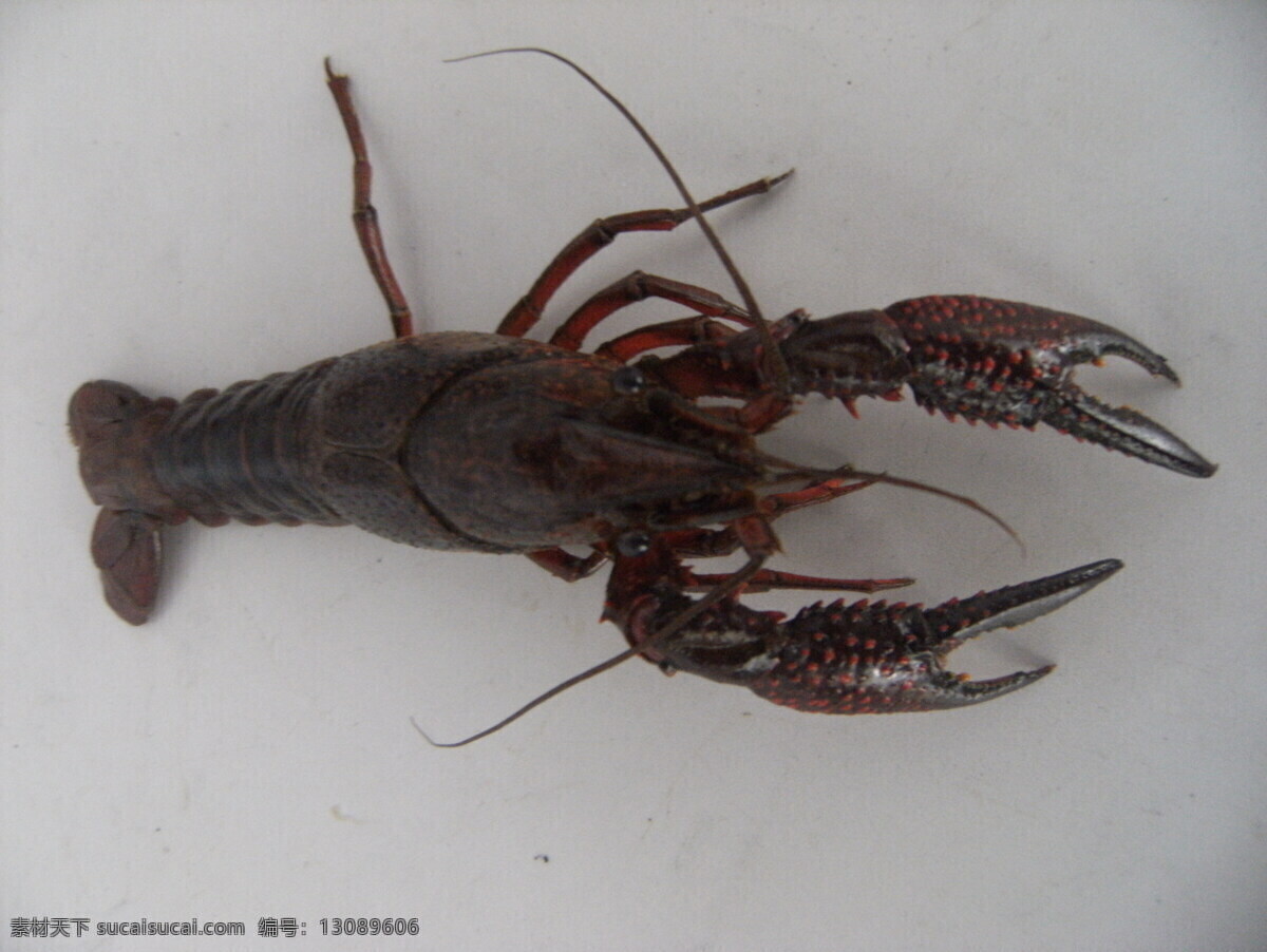 小龙虾 活泼 勇猛 黝黑 美味可口 其他生物 生物世界