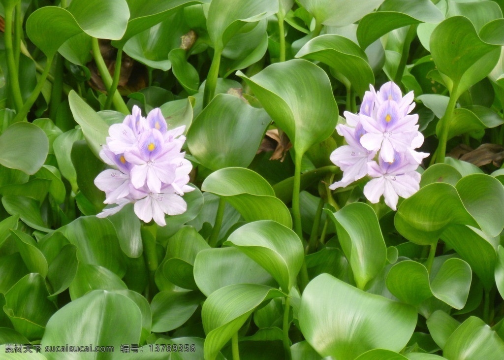 凤眼蓝 水葫芦 凤眼莲 水浮莲 开花 花草 生物世界