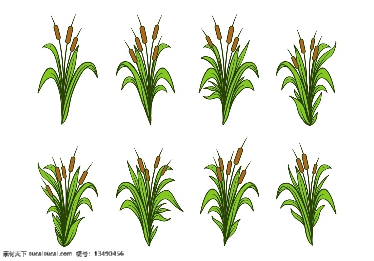 自由 手绘 香蒲 向量 集 植物 自然 叶 草 沼泽 背景 芦苇 植物学 河流 水 蔗糖 环境 湖 季节 高峰 图案 树叶 杂草 花园 生长 湿地 绿 灯心草 植被 生物 野生 图标 场 野生动物 银行 有机 美丽 粗糙的香蒲