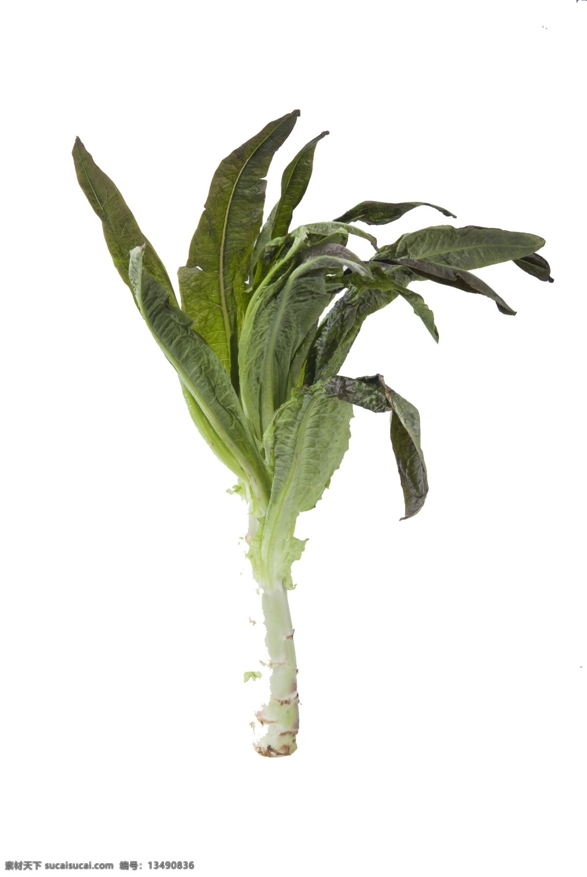 绿色 叶 菜 营养 丰富 纯绿色 叶菜 食物 凉拌 炒着 莴笋 有营养 健康 含维生素 火锅 营养丰富 美味健康