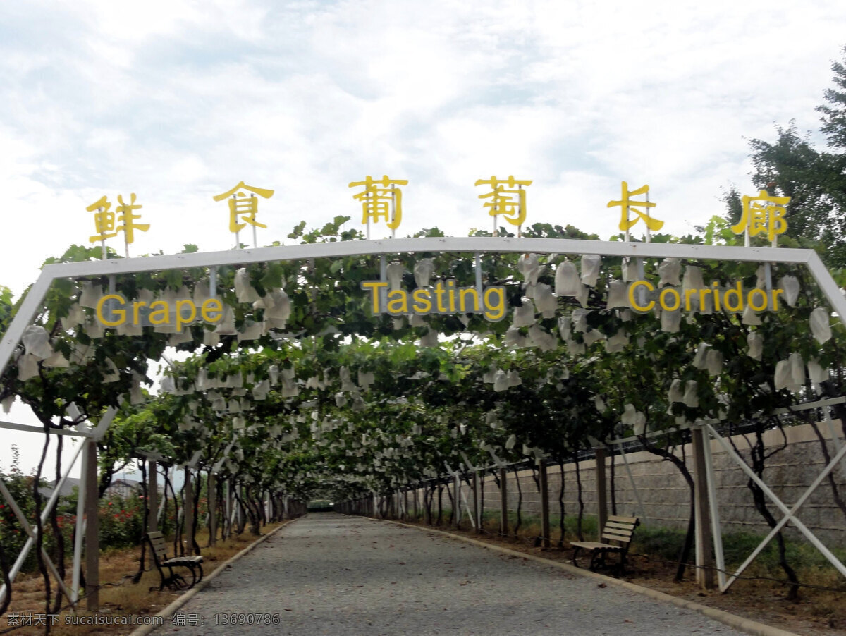 葡萄长廊 白色葡萄架 石墙 树木 葡萄套袋 蓝天白云 水果 生物世界