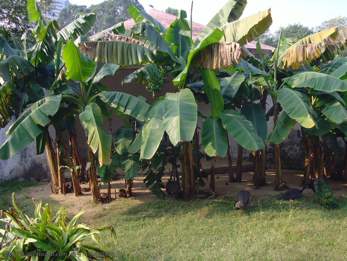 芭蕉树和孔雀 芭蕉树 孔雀 草丛 屋顶 草地 国画素材 动物图片 野生动物 生物世界
