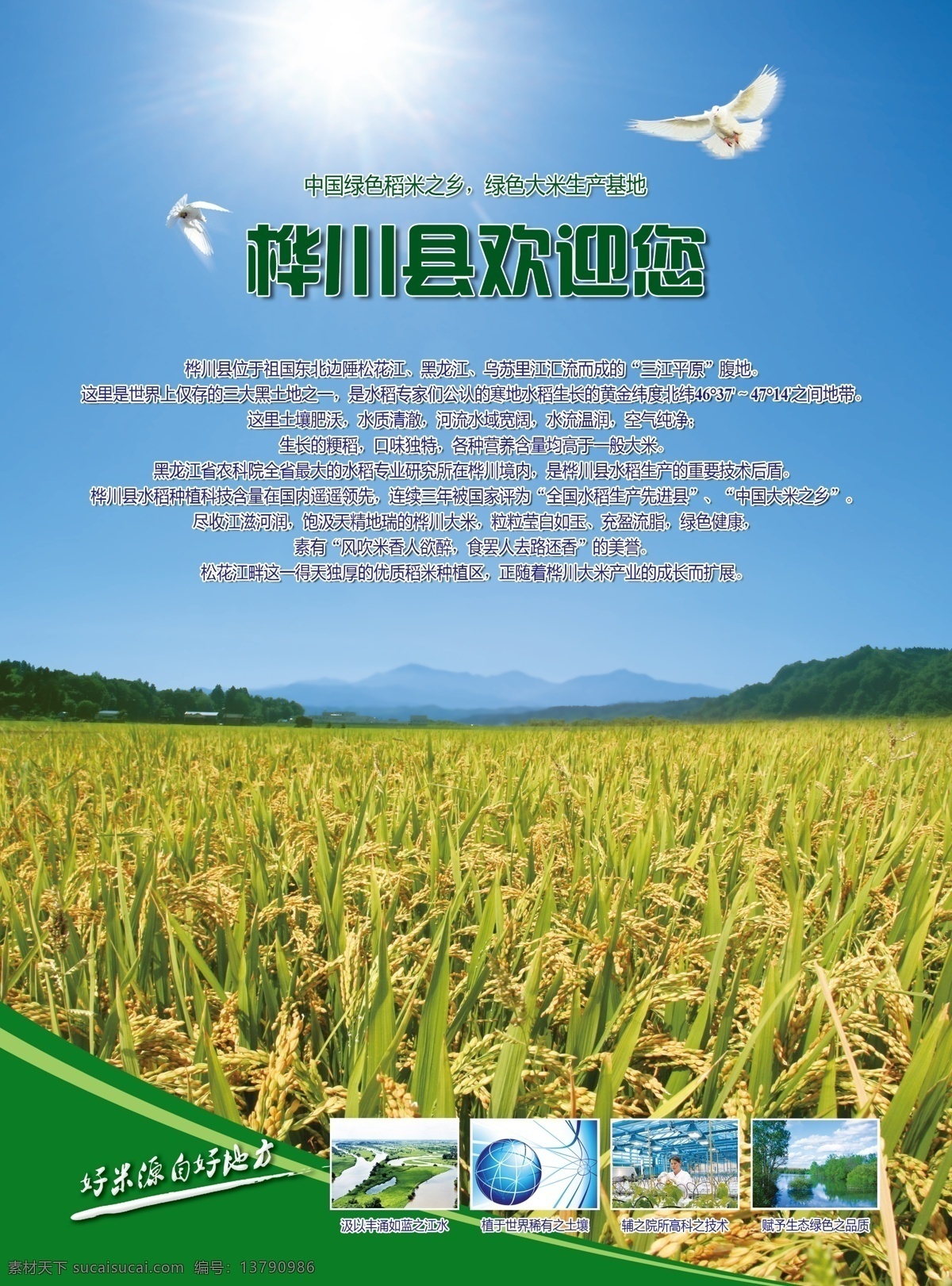 绿色稻米之乡 桦川 绿色 稻米之乡 水稻 大米 田野 原创设计 dm宣传单 广告设计模板 源文件