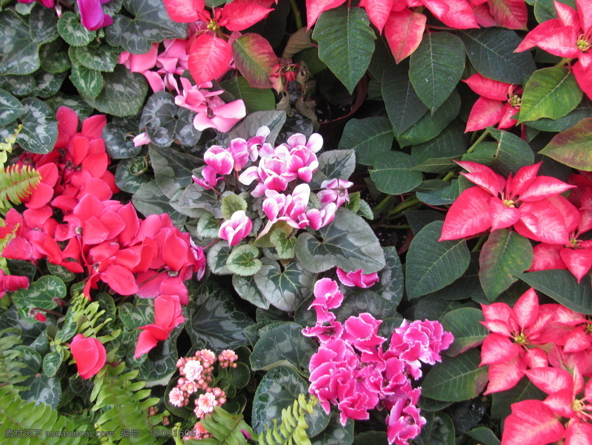 仙客来 萝卜海棠 兔耳花 兔子花 一品冠 篝火花 翻瓣莲 花卉 花朵 花瓣 草本植物 花草 绿化景观 景观园林 花卉大观园 生物世界