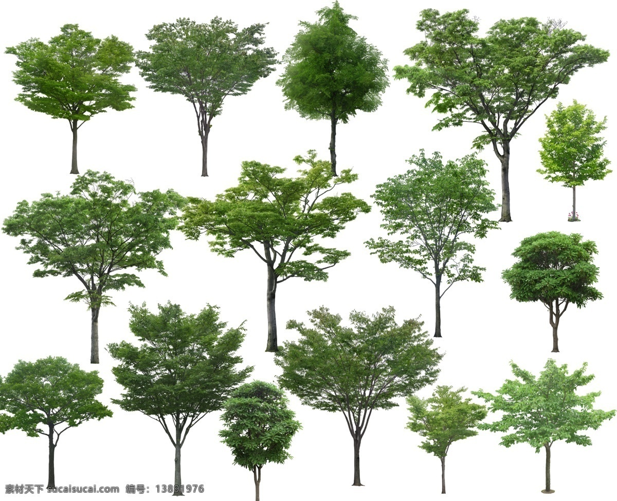 景观园林植物 树 树木 乔木 园林植物 景观植物 景观树 效果图植物 植物素材 自然景观 建筑园林