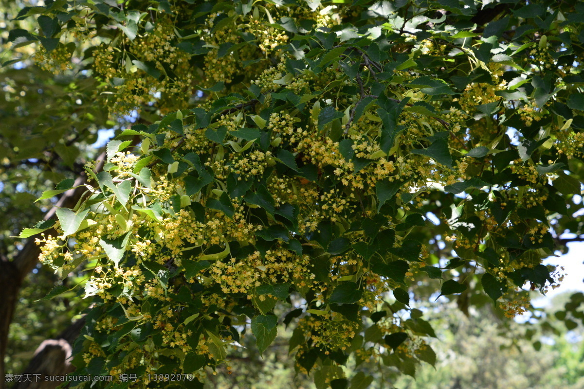 椴树花儿 紫椴 籽椴 小叶椴 椴树 花儿 花朵 花卉 植物 花草 绿叶 花卉大观园 生物世界