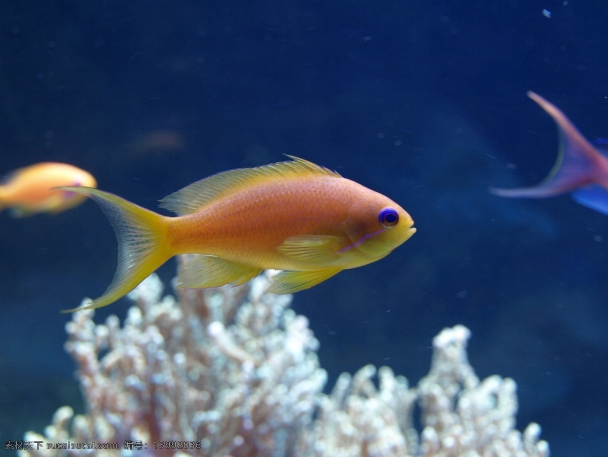 海鱼 bmp 海水 珊瑚 摄影图库 生物世界 鱼 鱼类