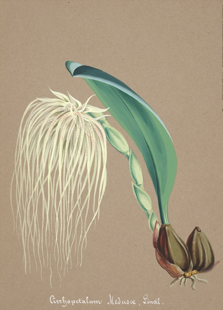 手绘兰花 植物图鉴 兰花手绘稿 水彩画 植物 手绘花朵 兰花插画 自然 手绘花 植物果实插画 兰花 插图 彩色兰花图 唯美鲜花 漂亮 鲜花 装饰画 欧式 花卉 传统艺术 艺术 花朵 花鸟画 手绘花鸟画 风景画 插画 生物世界 花草