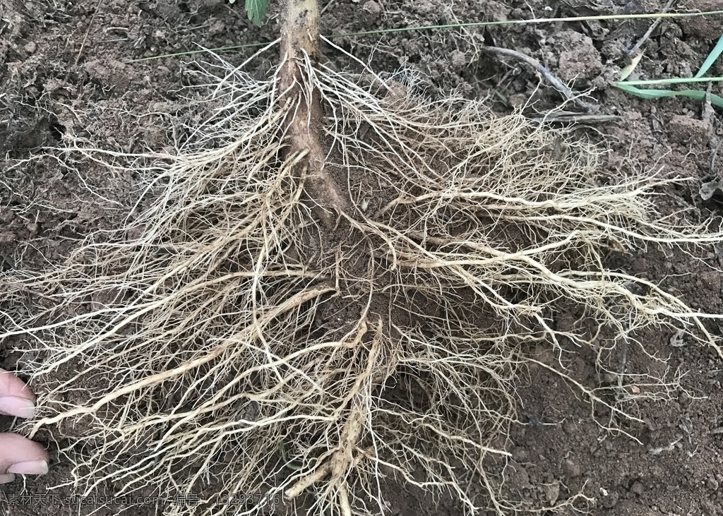 根系图片 根 根系 树 植物 贴图 背景 植物根系 生物世界 蔬菜