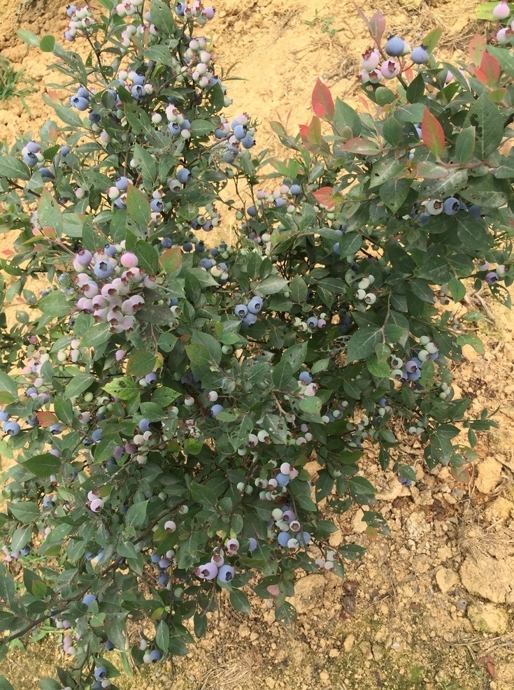 蓝莓 蓝莓摄影 蓝莓图片 蓝莓照片 蓝莓鲜果 生物世界 水果 蓝莓树 蓝莓苗 蓝莓枝 植物花卉类