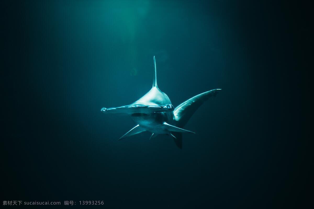 海底世界 海底 鱼 珊瑚 海龟 热带鱼 咸水鱼 海洋生物 海洋景观 鲸鱼 鲨鱼 乌龟 鲤鱼 钓鱼 金鱼 锦鲤 大海 海鱼 海洋馆 海洋世界 海洋 海底总动员 海豚 海底背景 海洋背景 水族馆 水族世界 深海鱼宫 水下世界 海底鱼 海洋鱼 海底生物 鱿鱼 鱼群 虾 水母 海马 河鱼 观赏鱼 海蛇 生物世界