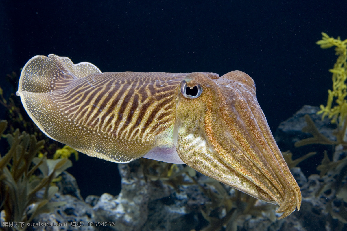 海洋世界风光 海洋生物 海底世界 海洋风光 自然环境 生态环境 生物世界 人与自然 海面 海底