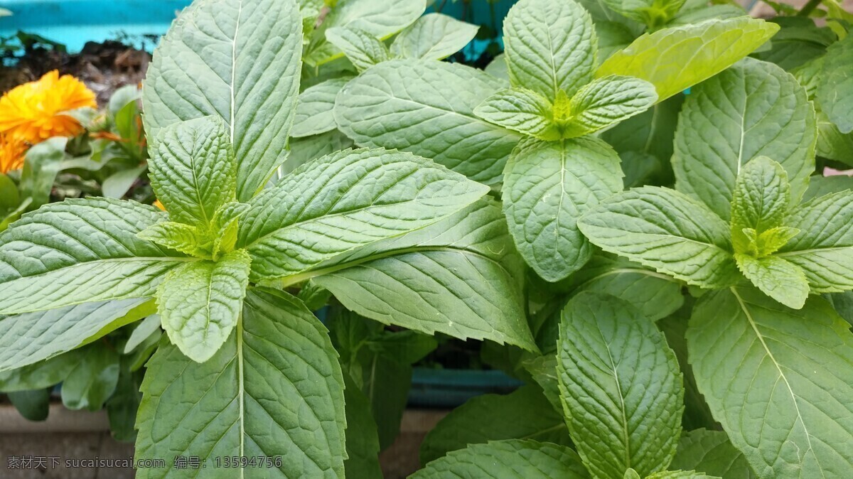 田园风光 随拍 别称 野薄荷 夜息香 植物 绿色 仁丹草 见肿消 中草药 薄荷花 银丹草 藿香 紫苏 薄荷 石菖蒲 自然景观