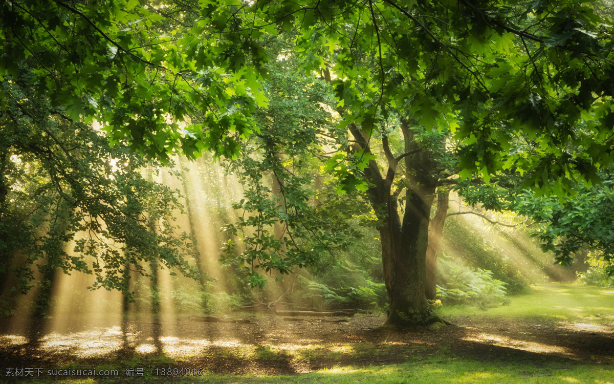 透过 森林 里 光芒 光 太阳 阳光 生物世界 树木树叶