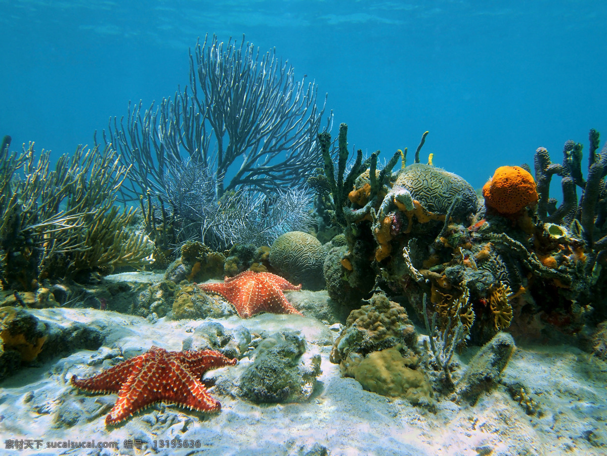 水底 珊瑚 海星 植物 沙滩 海洋 景区 海洋世界 大海图片 风景图片